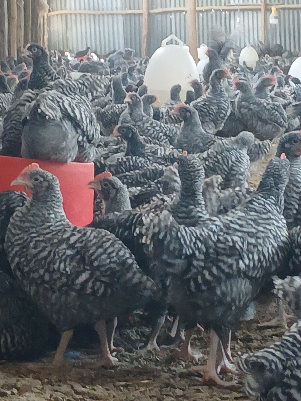 Healthy chickens in coop at Unified Farm BLM